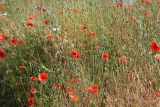 Papaver rhoeas