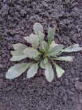 Ajuga genevensis