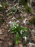 Galanthus krasnovii