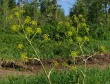 Ferula songarica