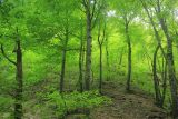 Fagus orientalis