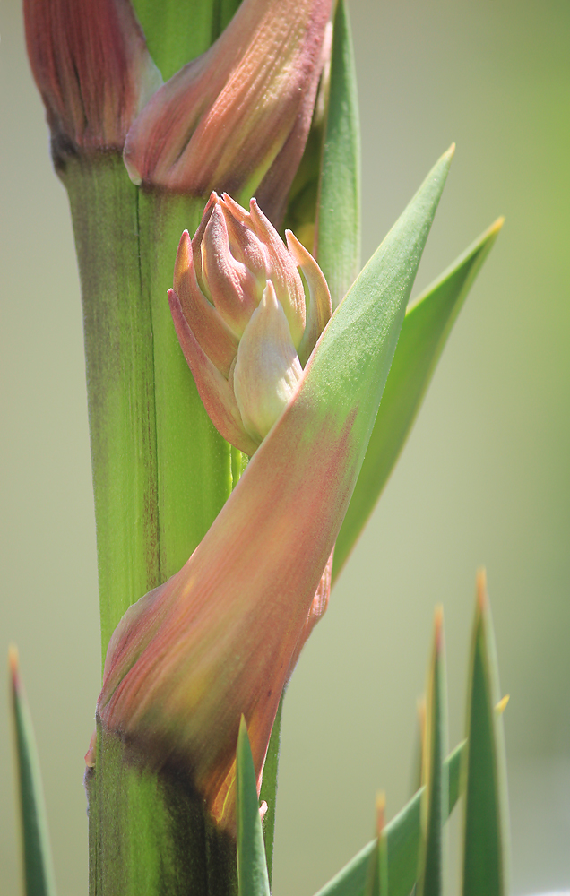 Изображение особи Yucca gloriosa.