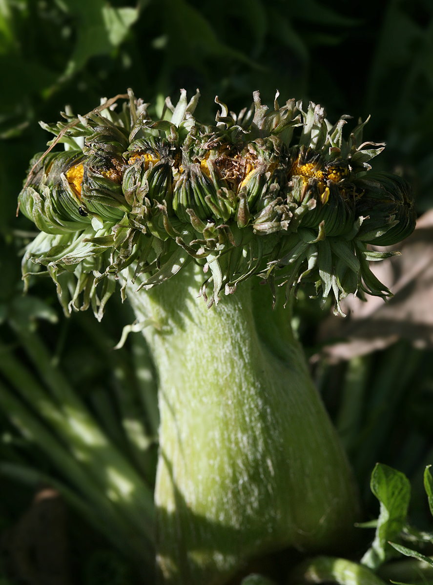 Изображение особи Taraxacum officinale.