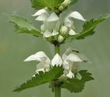 Lamium album