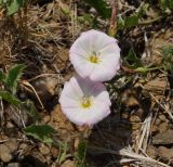 Convolvulus arvensis