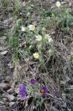 Pulsatilla patens. Цветущие растения обычной и белоцветковой форм (Pulsatilla flavescens) на поляне в берёзово-осиновом лесу. Новосибирская обл., Тогучинский р-н, согры Изылы. 17.05.2008.