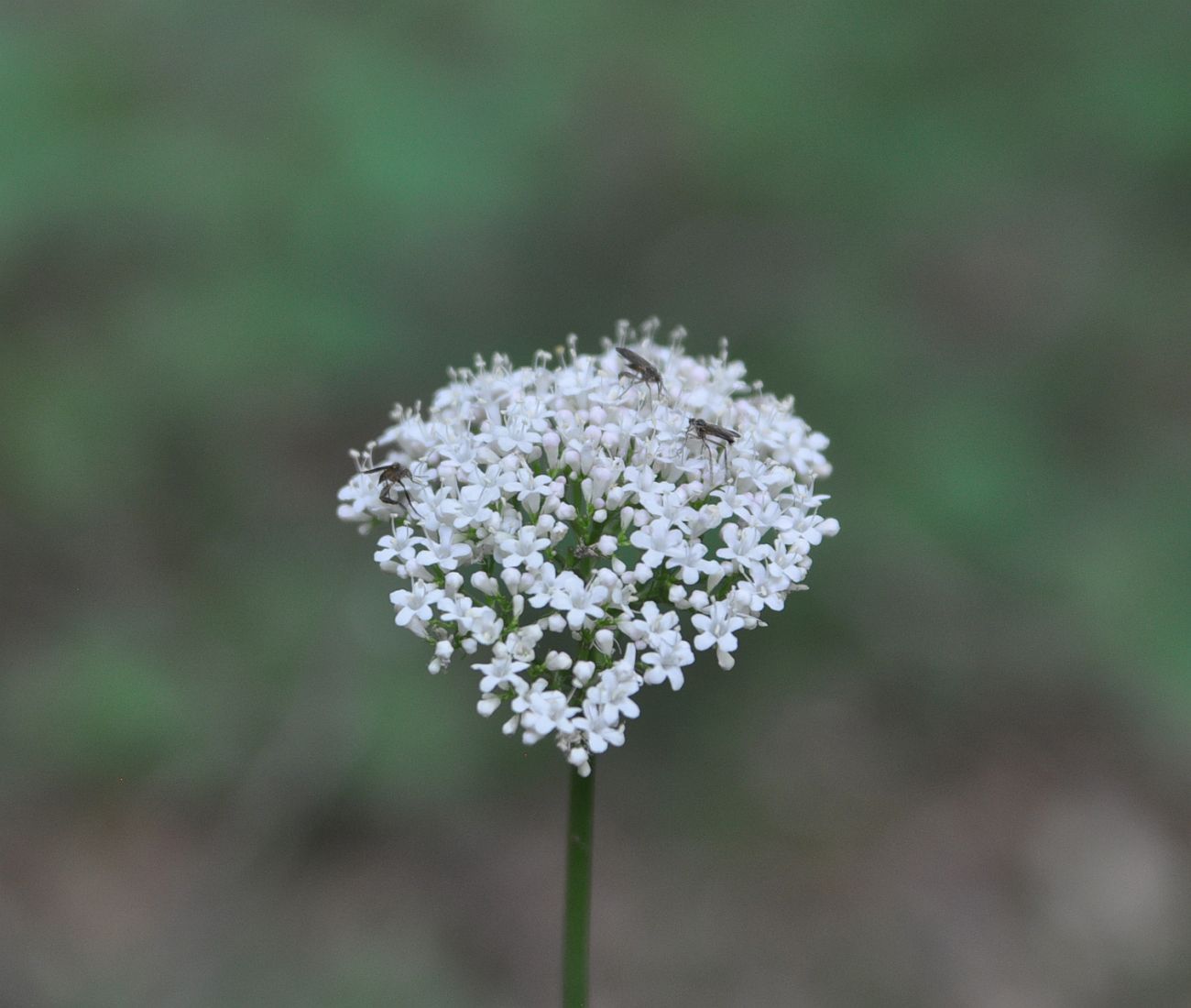 Изображение особи Valeriana tiliifolia.