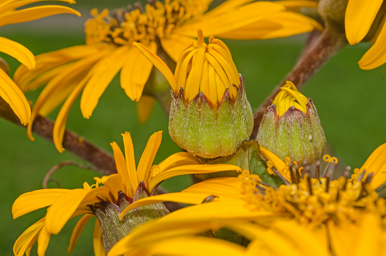 Изображение особи Ligularia dentata.