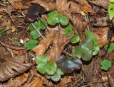 Hepatica nobilis