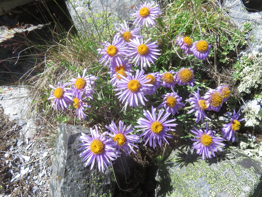 Изображение особи Aster serpentimontanus.