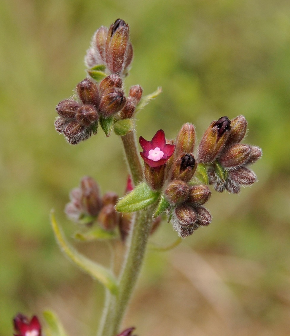 Изображение особи Anchusa hybrida.