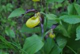 Cypripedium calceolus