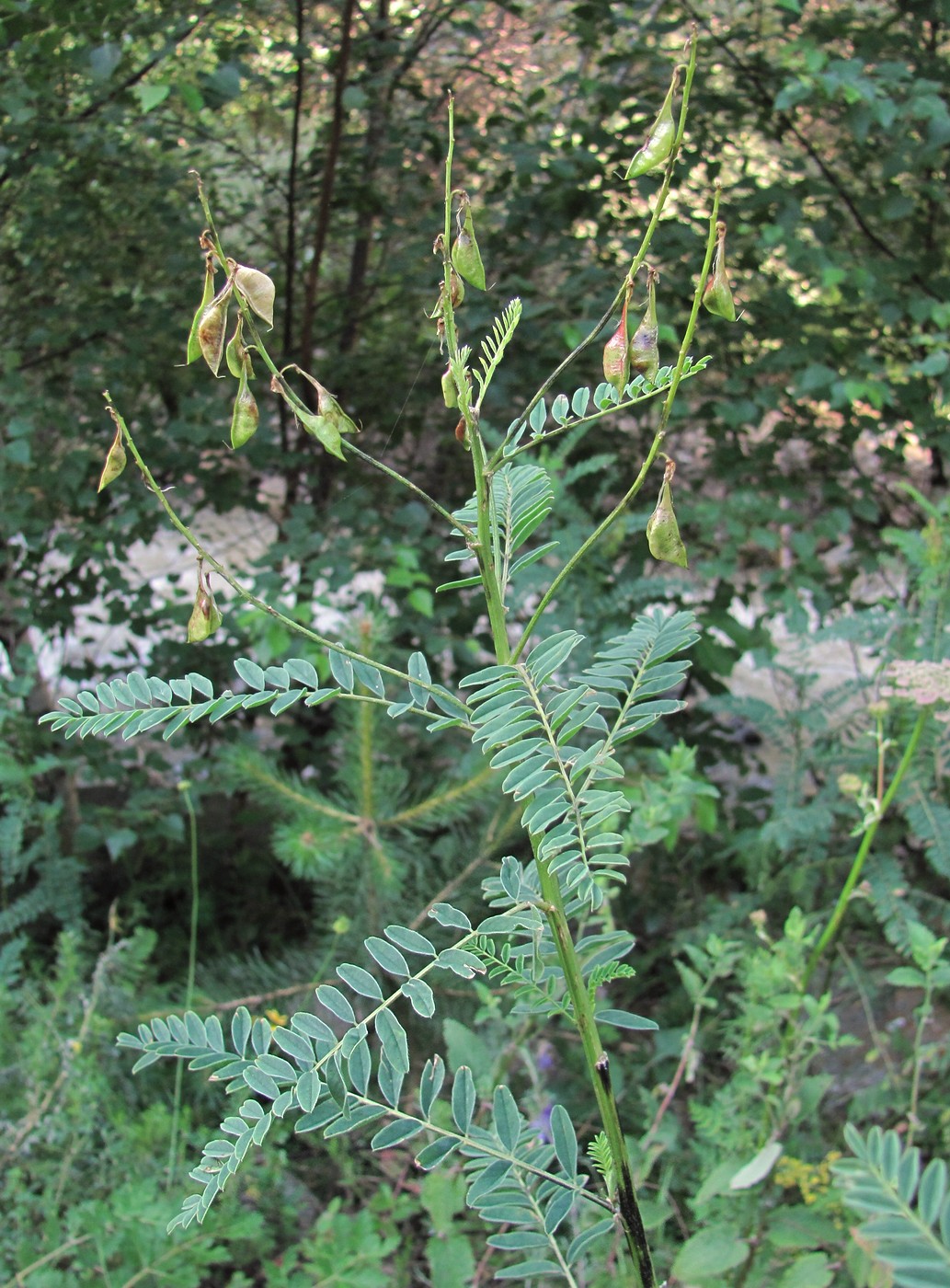 Изображение особи Astragalus galegiformis.