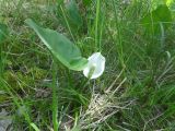 Calla palustris