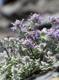 Nepeta kokanica