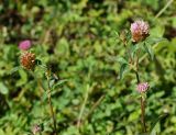 Trifolium pratense