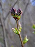 Syringa vulgaris