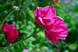 Ranunculus asiaticus