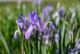 Iris biglumis. Цветок. Хакасия, Ширинский р-н, берег оз. Власьево, использующийся под выпас степной склон. 07.06.2022.