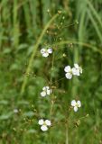 Alisma plantago-aquatica