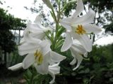 Lilium candidum