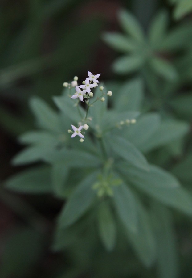 Image of Galium intermedium specimen.