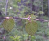 Cercidiphyllum japonicum