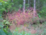 Cotinus coggygria. Часть отцветшего соцветия с завязавшимися плодами. Крым, окр. Ялты. 26 мая 2012 г.