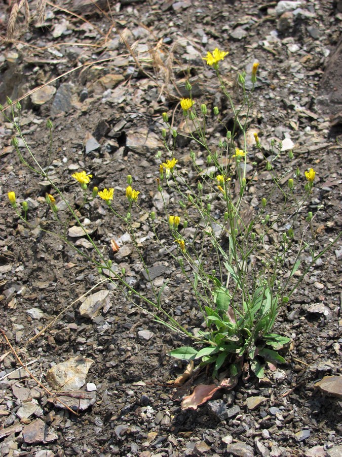 Изображение особи Crepis micrantha.