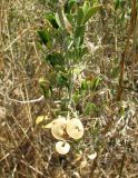 Medicago arborea