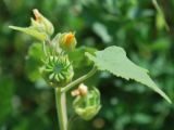 Abutilon theophrasti