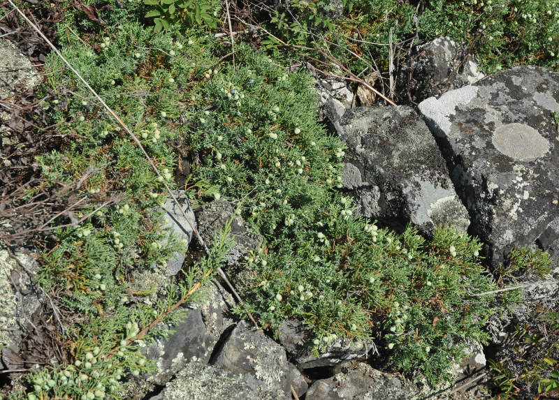 Изображение особи Juniperus davurica.