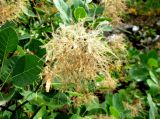 Cotinus coggygria