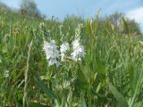 Veronica prostrata. Соцветия (белоцветковая форма). Украина, Харьковская обл., окр. пос. Песочин. 05.05.2013.