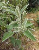 Phlomis fruticosa