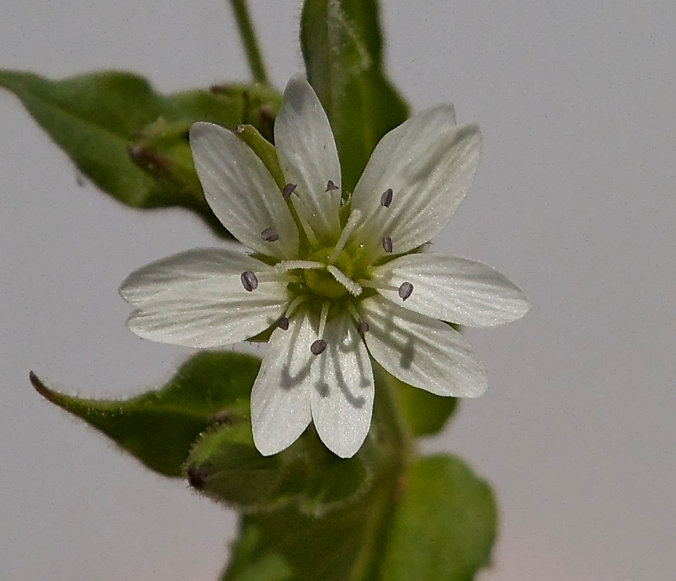 Изображение особи Myosoton aquaticum.