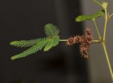 Mimosa pudica