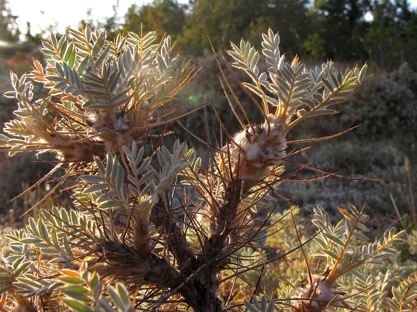 Изображение особи Astragalus arnacanthoides.