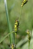 Carex melanostachya. Часть побега с женскими соцветиями. Южный Казахстан, хр. Боролдайтау, горы Кокбулак. 29.04.2013.