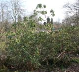 Rhododendron campylocarpum. Растение выходящее из состояния зимнего покоя. Германия, г. Дюссельдорф, Ботанический сад университета. 02.03.2014.