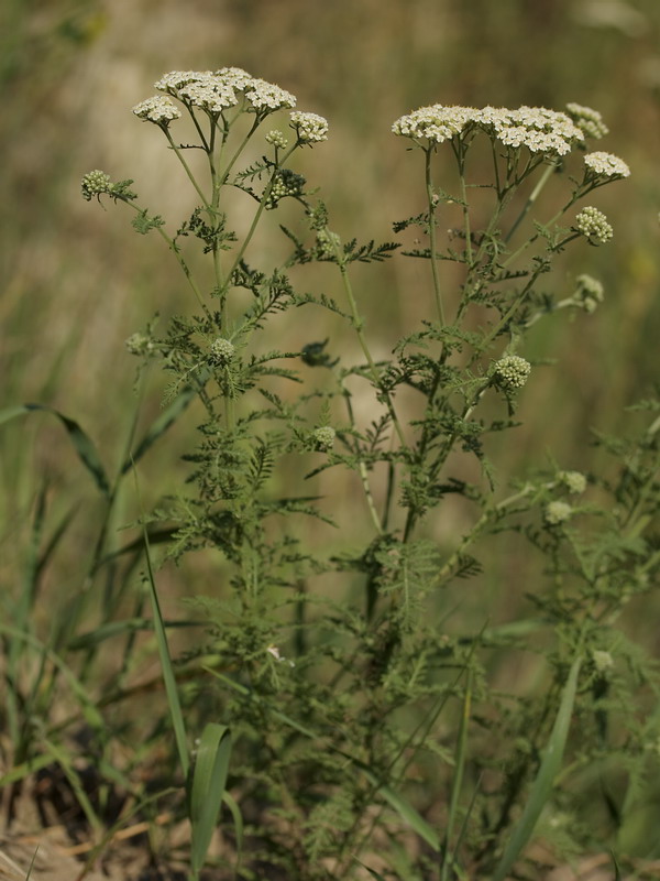 Изображение особи Achillea nobilis.