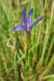 Gentianopsis ciliata. Цветок. Нидерланды, провинция Limburg, община Voerendaal, луговой склон юго-западной экспозиции на выходах известняков. 19 сентября 2009 г.