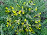 Astragalus henningii