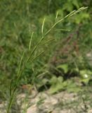 Glyceria notata