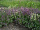 Salvia officinalis