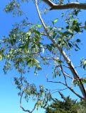 genus Eucalyptus. Ветви. Франция, Прованс, Борм-ле-Мимоза, в культуре. 24.07.2014.
