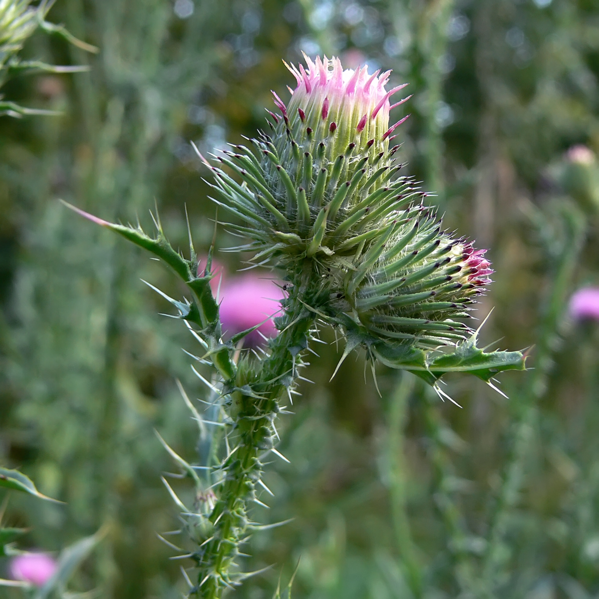 Изображение особи Carduus acanthoides.