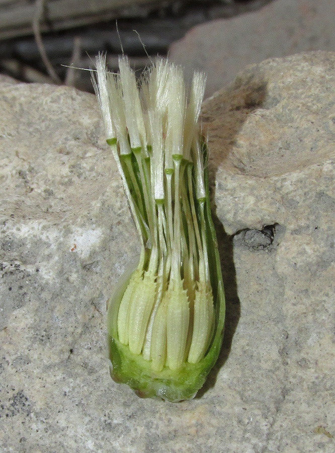 Изображение особи Taraxacum hybernum.