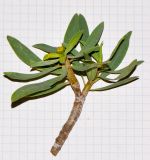 Euphorbia balsamifera. Верхушка веточки с формирующимся и раскрывшимся тычиночным циациями. Испания, автономное сообщество Канарские острова, остров Фуэртевентура, провинция Лас Пальмас, муниципалитет Ла Олива, восточные окр. пос. Эль Котильо, предгорная равнина, пояс суккулентных кустарников. 09.03.2016.