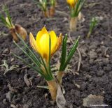 Crocus chrysanthus